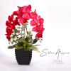 Silk Orchid