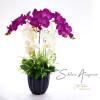 Silk Orchid
