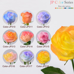Rose - (18 's) Rose - (18 's)