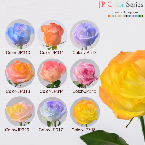 Rose - (18 's) Rose - (18 's)