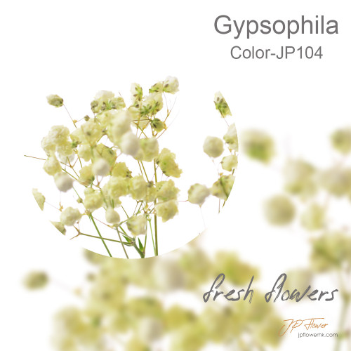 Gypsophila 5 sticks