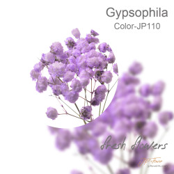 Gypsophila 5 sticks
