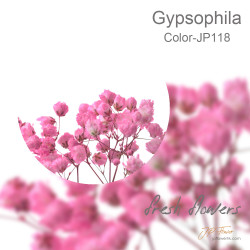 Gypsophila 5 sticks