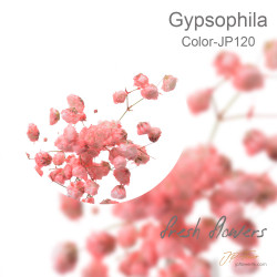 Gypsophila 5 sticks