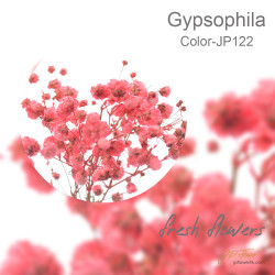 Gypsophila 5 sticks
