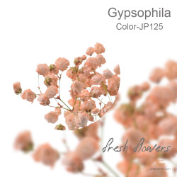 Gypsophila 5 sticks