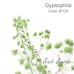 Gypsophila 5 sticks
