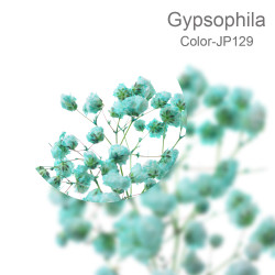 Gypsophila 5 sticks