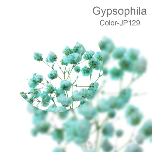 Gypsophila 5 sticks