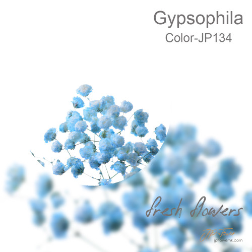 Gypsophila 5 sticks