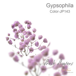 Gypsophila 5 sticks