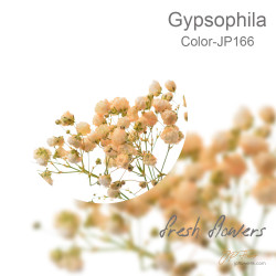 Gypsophila 5 sticks