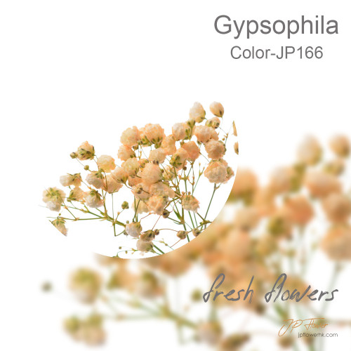 Gypsophila 5 sticks