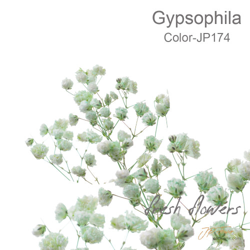 Gypsophila 5 sticks