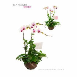 蘭花-蘭花,蝴蝶蘭3枝套裝-OR112-JP花店 蘭花-蘭花,蝴蝶蘭3枝套裝-OR112-JP花店