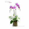 Orchid