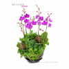 Orchid