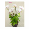 Orchid