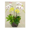 Orchid