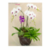 Orchid