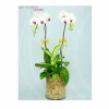 Orchid