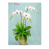 Orchid