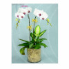 Orchid