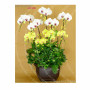 Orchid