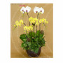 Orchid