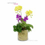 Orchid
