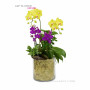 Orchid