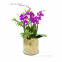 Orchid