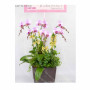 Orchid