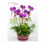 Orchid