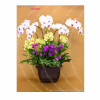 Orchid