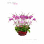 Orchid