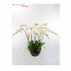 Orchid