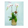 蝴蝶蘭-OR213