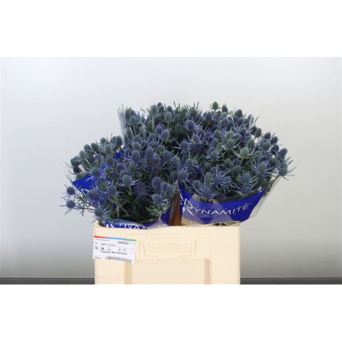 Eryngium